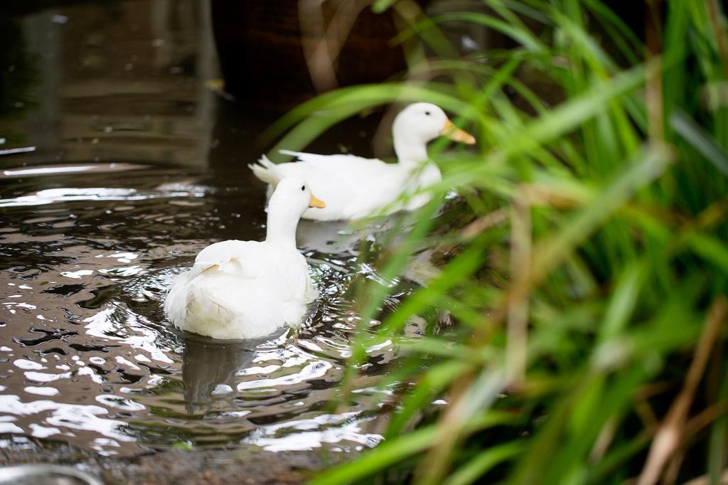 ホテル Old Swan ウィットニー エクステリア 写真